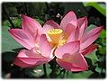 Lotus blossom pink.jpg