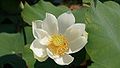 Lotus blossom white.jpg