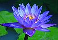 Sacred Blue Lotus.jpg